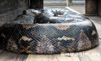 进口与国产大蟒蛇对比视频,形态、习性与市场价值揭秘